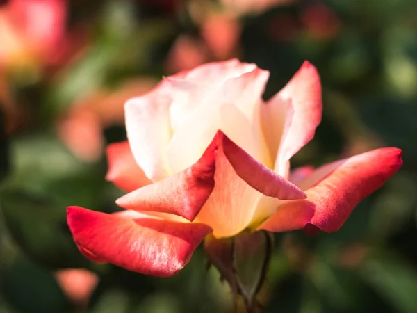아름 다운 장미 꽃 — 스톡 사진