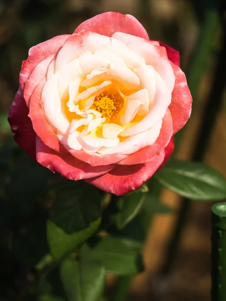 Blomma av en vacker ros — Stockfoto