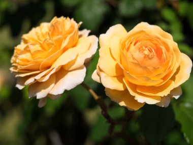 Güzel bir gül çiçek