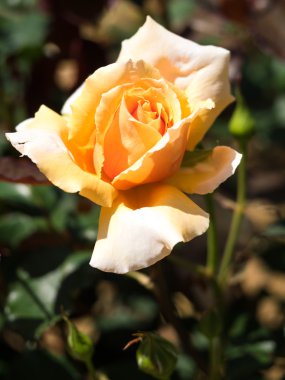 Güzel bir gül çiçek