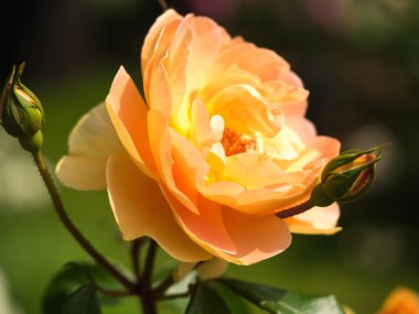 Güzel bir gül çiçek