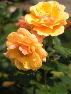 Güzel bir gül çiçek