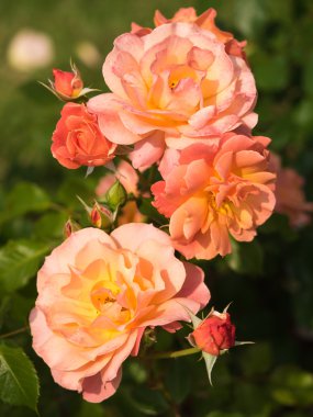 Güzel bir gül çiçek