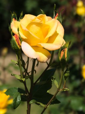 Güzel bir gül çiçek