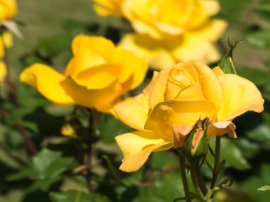 Güzel bir gül çiçek