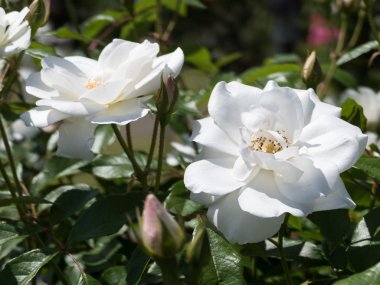 Güzel bir gül çiçek