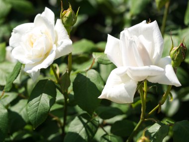 Güzel bir gül çiçek