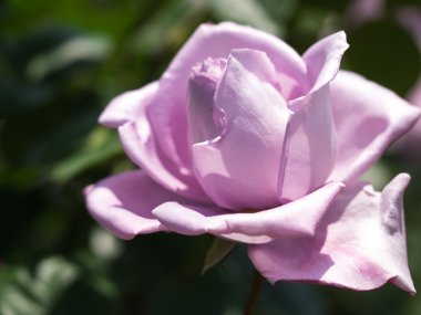 Güzel bir gül çiçek