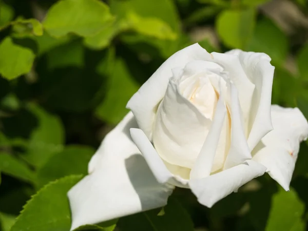 Flor de uma bela rosa — Fotografia de Stock