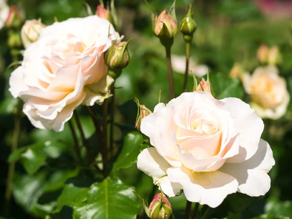 Kwiat piękny róża — Zdjęcie stockowe