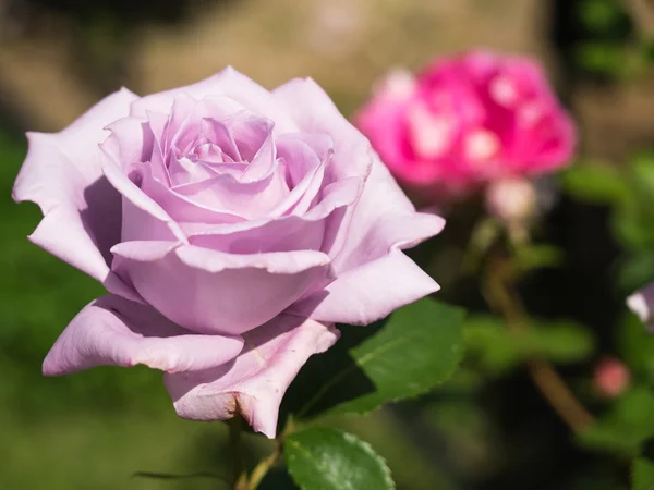 아름 다운 장미 꽃 — 스톡 사진