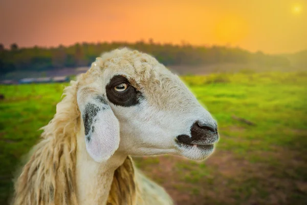 Brillen Schaf Cara de ovelha Crepúsculo por do sol — Fotografia de Stock