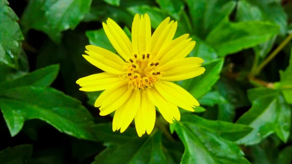 Flor amarilla única —  Fotos de Stock