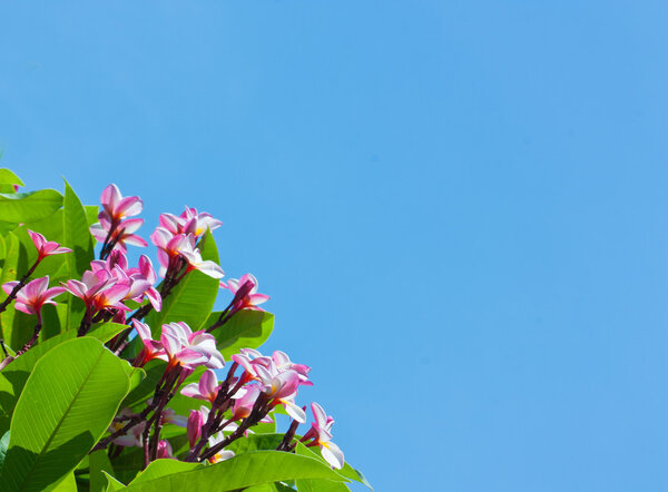 Pink Plumeria In The Sky