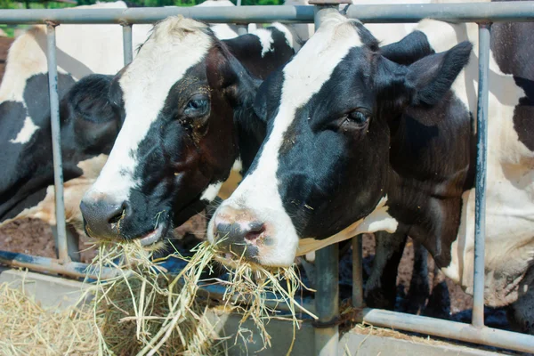 Um casal de vacas comendo feno no estábulo — Fotografia de Stock