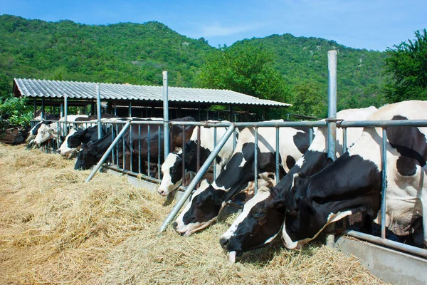 Manada de vacas comendo feno no estábulo — Fotografia de Stock