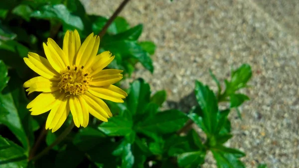 Красиві жовта квітка — стокове фото