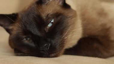 Mavi gözlü Siyam kedisi uyanıyor ve uykuya dalıyor. Yakın çekim yatay video, evcil hayvan içeriği, uyku, rahat ev anları, rahatlama ve kedi davranışı için ideal.
