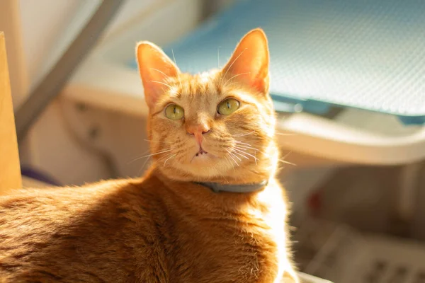 Kırık beyaz bıyıklı sevimli kızıl kedi yukarı bakıyor. Kopya alanı olan yatay evcil hayvan portresi ev kedisi içeriği, evcil hayvan temaları ve hayvan bakımı kampanyaları için idealdir..