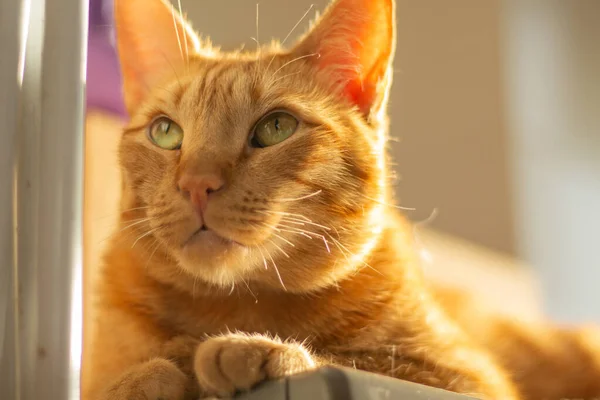 Kırık beyaz bıyıklı ciddi bir kızıl kedi yukarı bakıyor. Kopya alanı olan yatay evcil hayvan portresi, evcil kedi ve hayvan bakımı reklamları için ideal..