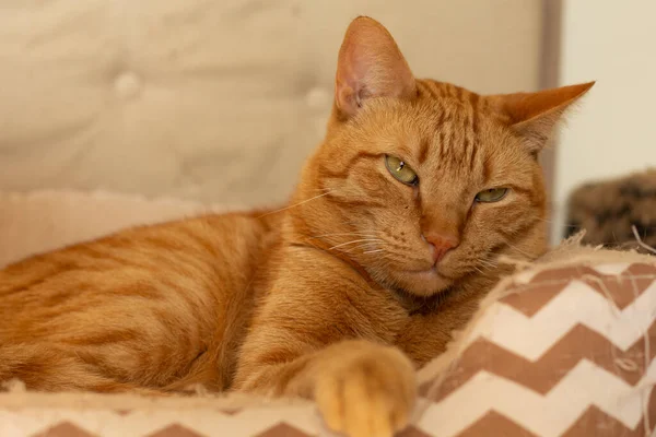 Güzel kızıl kedi evde uzanıp kameraya bakıyor. Fotokopi alanı olan yatay hayvan portresi, veterinerlik ilanları, evcil hayvan temaları ve evcil hayvan bakıcısı içeriği için ideal.