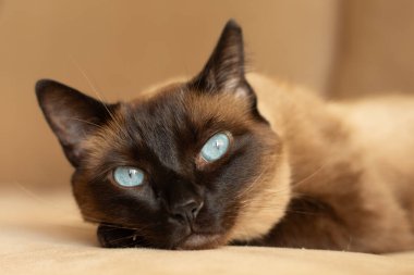 Siyam evcil kedisi, göz kamaştırıcı mavi gözleriyle, bir kanepede uzanıyor. Yatay hayvan portresi, veteriner reklamları, kedi davranışları, hayvan sağlığı temaları, kedi depresyonu ve evcil hayvan içeriği için ideal..