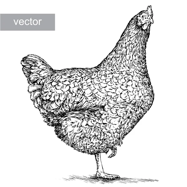 dessin poule noir images vectorielles vecteurs libres de droits depositphotos coloriage horloge ben10 bricolage