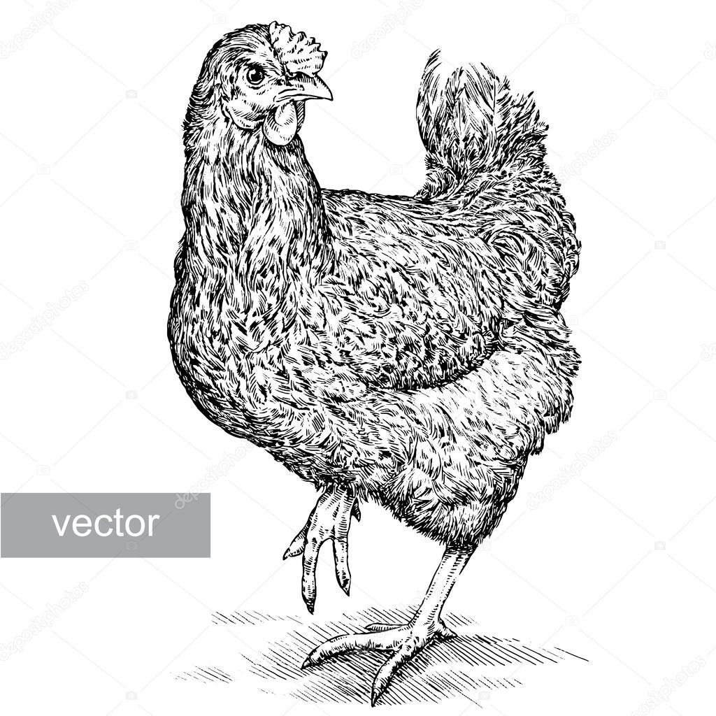 Chicken Vector Image By C Doublebubble Vector Stock Chicken Vector Image By C Doublebubble Vector Stock