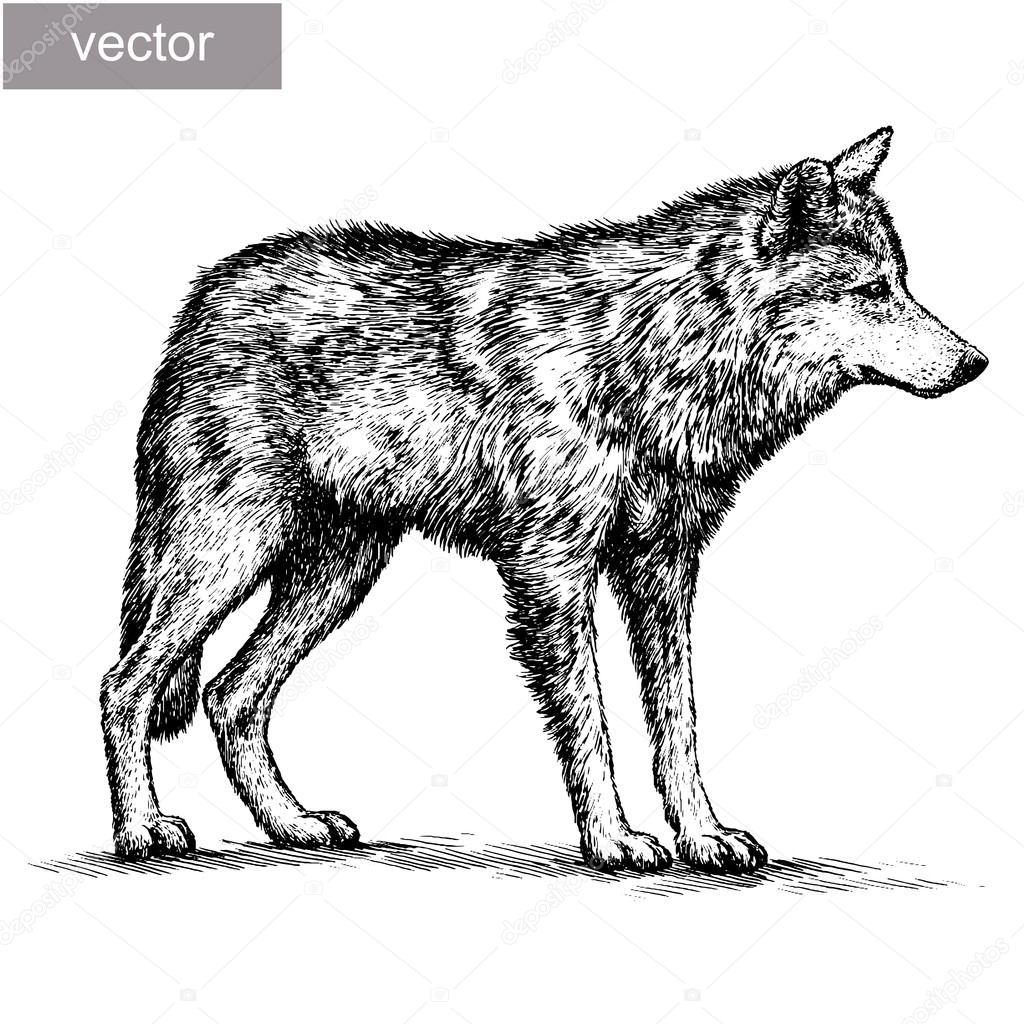 Engrave wolf illustration Stock Vector Image by ©DoubleBubble 87019842