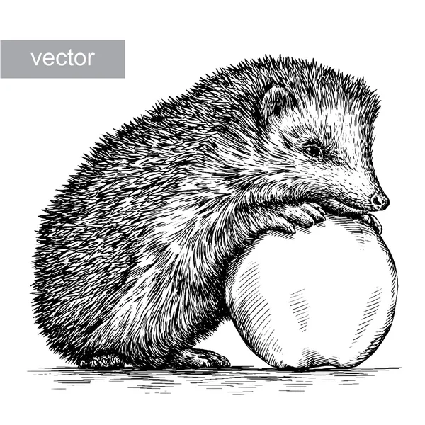 ハリネズミストックベクター ロイヤリティフリーハリネズミイラスト Depositphotos ハリネズミストックベクター ロイヤリティフリーハリネズミイラスト Depositphotos