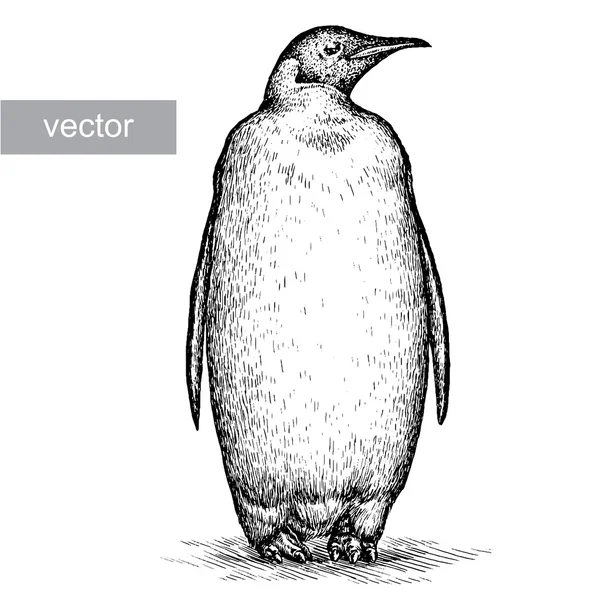 Vektorgrafiken Baby Tier Pinguin Kontur Vektorbilder Baby Tier Pinguin Kontur Depositphotos