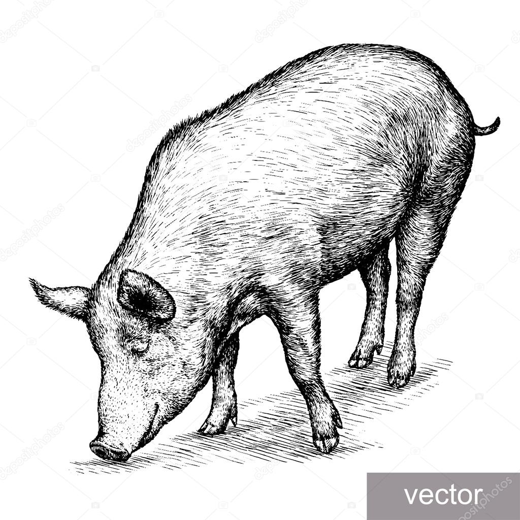 Фото Свиньи Черно Белые