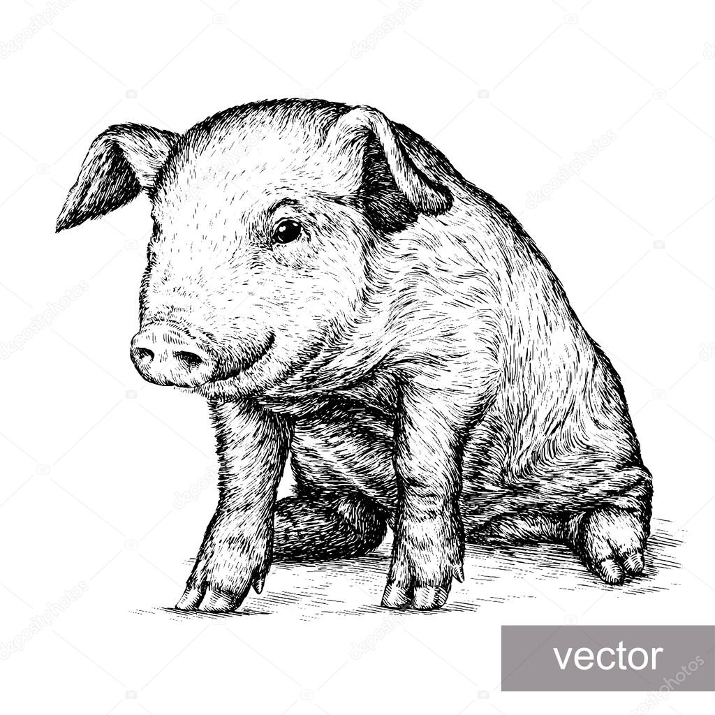 Engrave Pig Illustration Vector Image By C Doublebubble Vector Stock