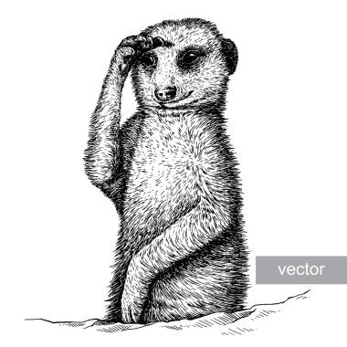 engrave meerkat illustration