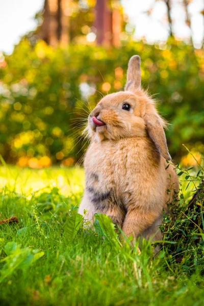 Furry süßes Baby Hasen auf dem grünen Rasen bei Sonnenuntergang