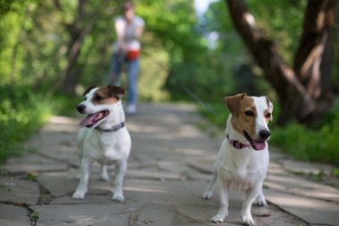 Kriko Rusya korkunç sahibi ile Park'ta yürüyüş çekme yol
