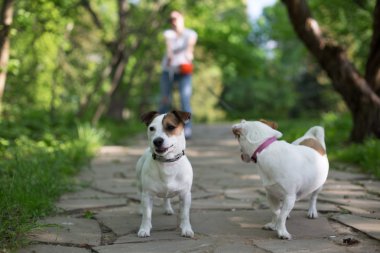 Kriko Rusya korkunç sahibi ile Park'ta yürüyüş çekme yol
