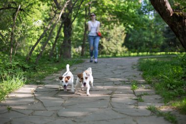 Kriko Rusya korkunç sahibi ile Park'ta yürüyüş çekme yol