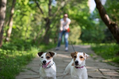 Kriko Rusya korkunç sahibi ile Park'ta yürüyüş çekme yol