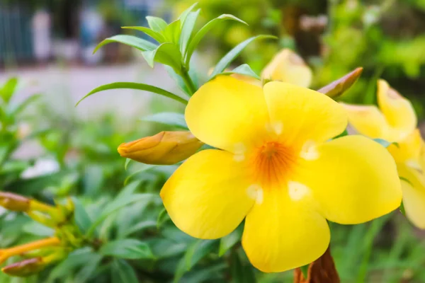 Yellow Flower Call Allamanda Branch Village Garden — Stock Photo, Image