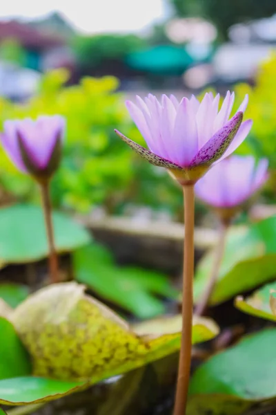 Flor Lila Púrpura Con Hoja Verde Cuenca Del Agua — Foto de Stock