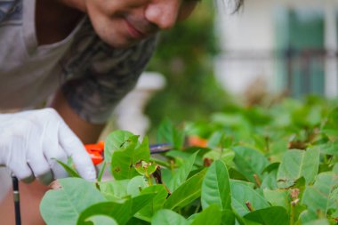 Erkek eli, bahçede Ixora çiçeğinin makaslı dalını tutuyor.