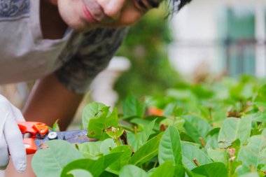 Erkek eli, bahçede Ixora çiçeğinin makaslı dalını tutuyor.