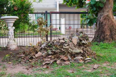 Ev bahçesini temizledikten sonra yaprak ağacı kurudu.