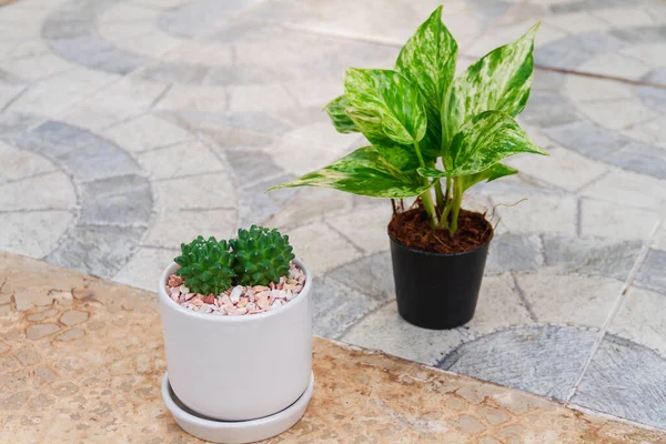 Cactus Dans Petit Pot Blanc Posé Sur Sol Béton — Photo