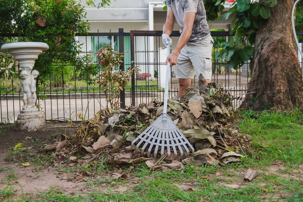 Man Use Harrow Collect Leaf Tree Garden Home Clean — Stock Photo, Image