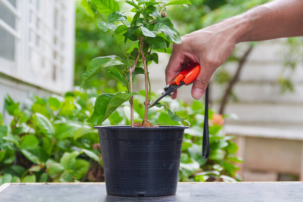 Hand hold cutting scissors shearing leaf of jasmine tree in small black pot in home garden