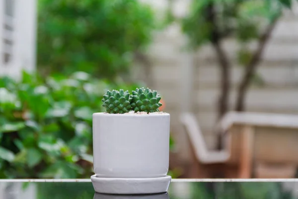 Cactus Petit Pot Blanc Mis Sur Table Miroir Avec Fond — Photo