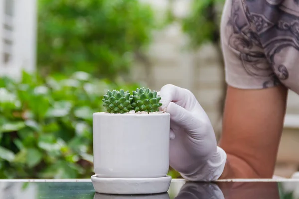 Homme Portant Des Gants Blancs Décorer Cactus Dans Petit Pot — Photo
