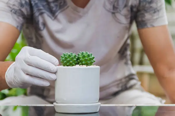 Homme Portant Des Gants Blancs Décorer Cactus Dans Petit Pot — Photo